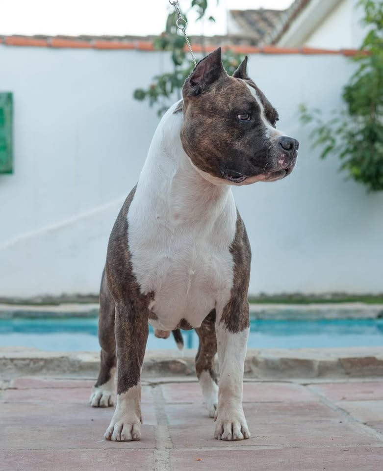 CH. majestic staffs Kentucky wildcat