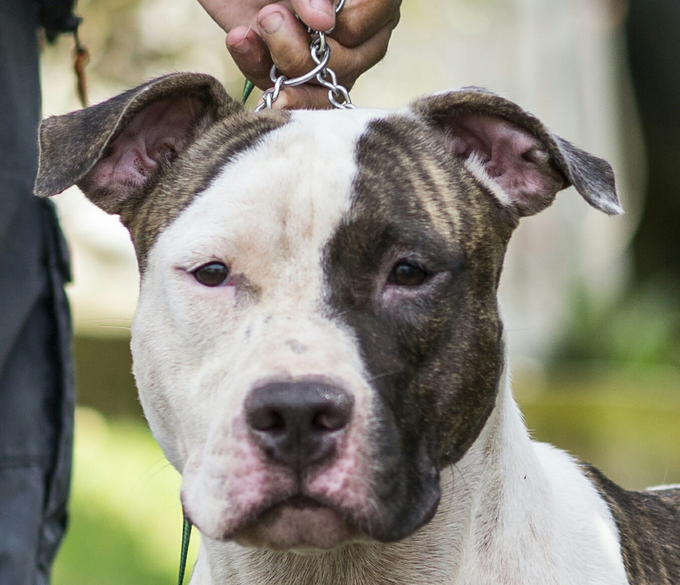 old school kennels Scarface