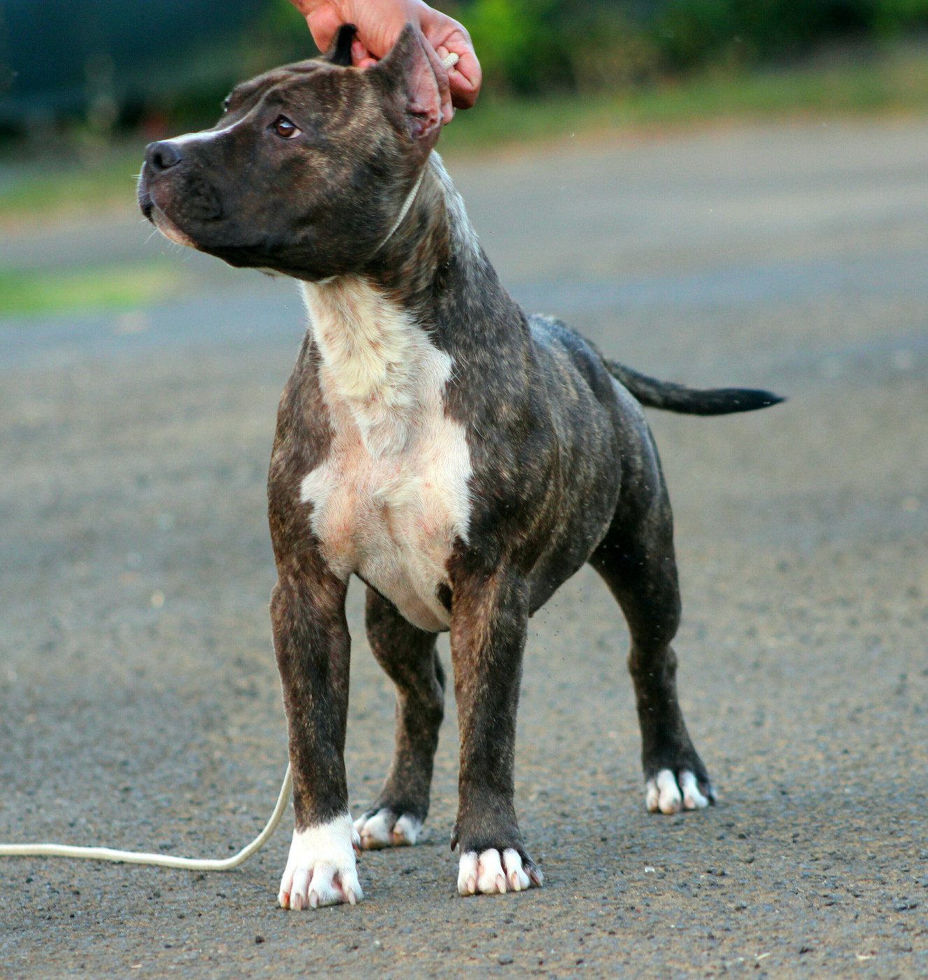 old school kennels Pandora