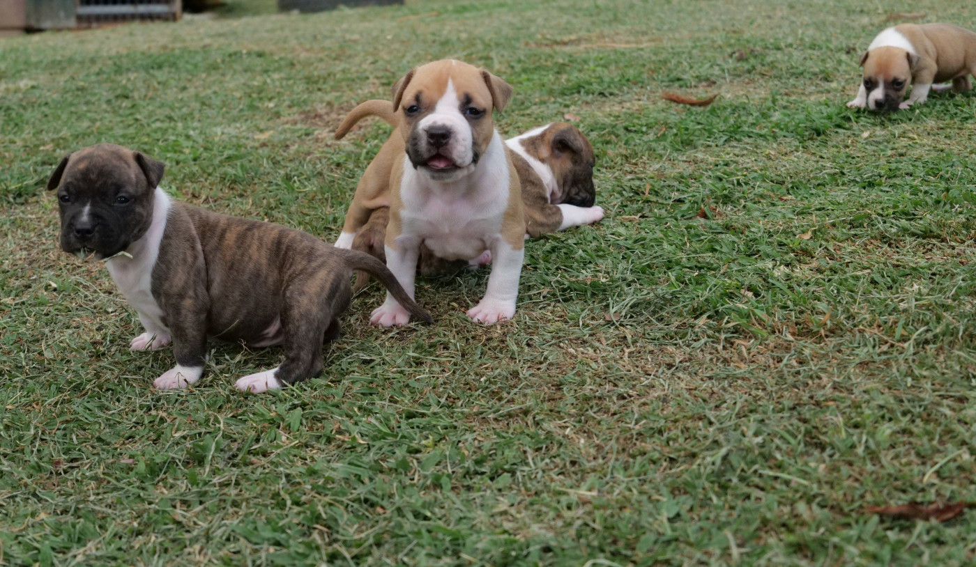 Chiot American Staffordshire Terrier Mdk Team