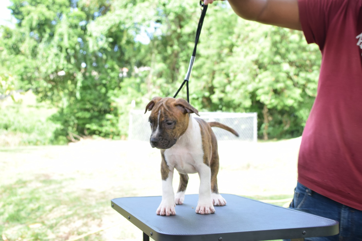 Mdk Team - Chiots disponibles - American Staffordshire Terrier