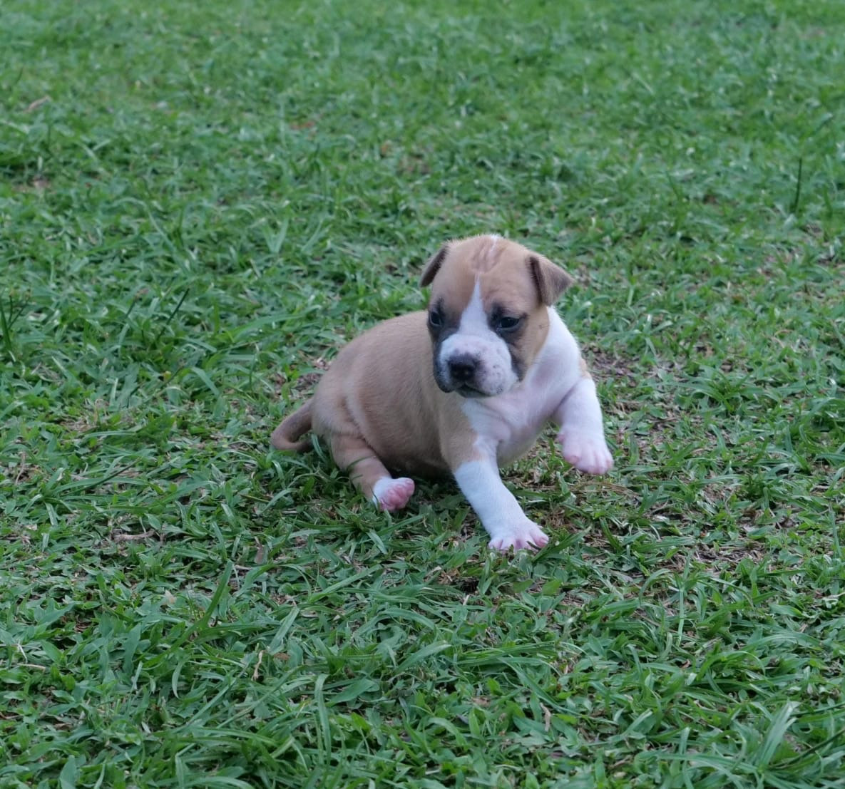 Mdk Team - Chiots disponibles - American Staffordshire Terrier